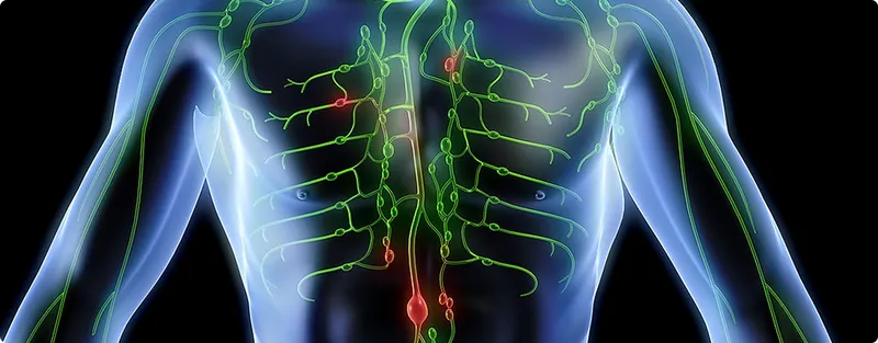 Anatomical illustration of the human body with highlighted lymphatic system