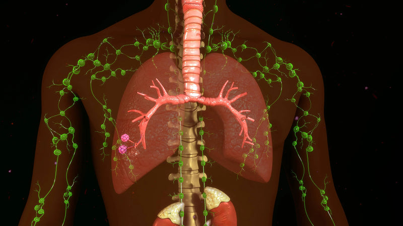 3D rendering of a human respiratory system with green lymph nodes and pink lungs on a black background.