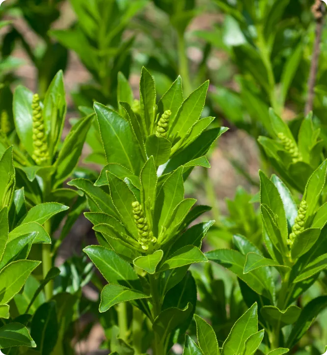Close-up of green plants with small yellow flowers