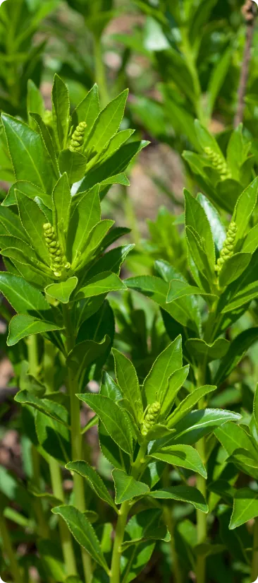 Close-up of green plants with a blurred natural background