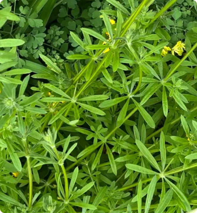 Close-up of green leafy plants with small yellow flowers.