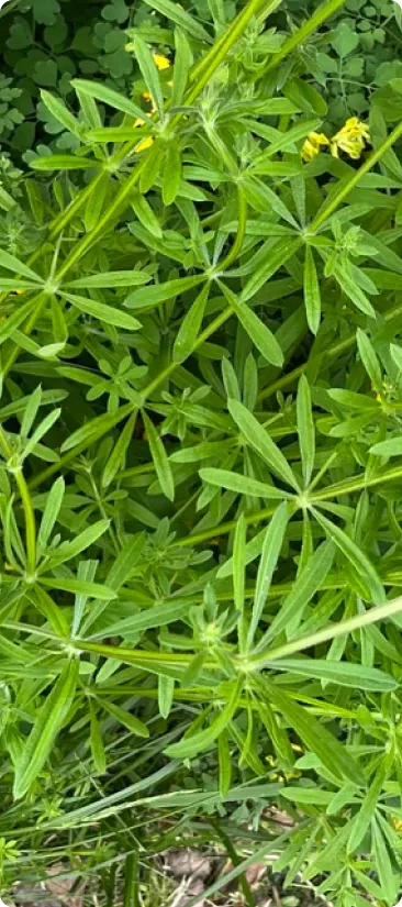 Close-up of green foliage with small yellow flowers