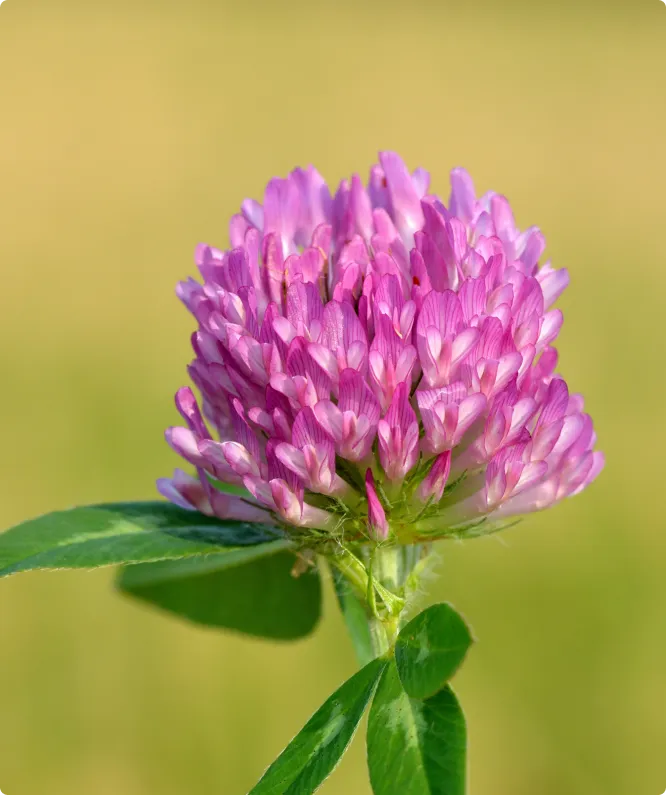 Close-up of a pink flower with green leaves on a blurred green background