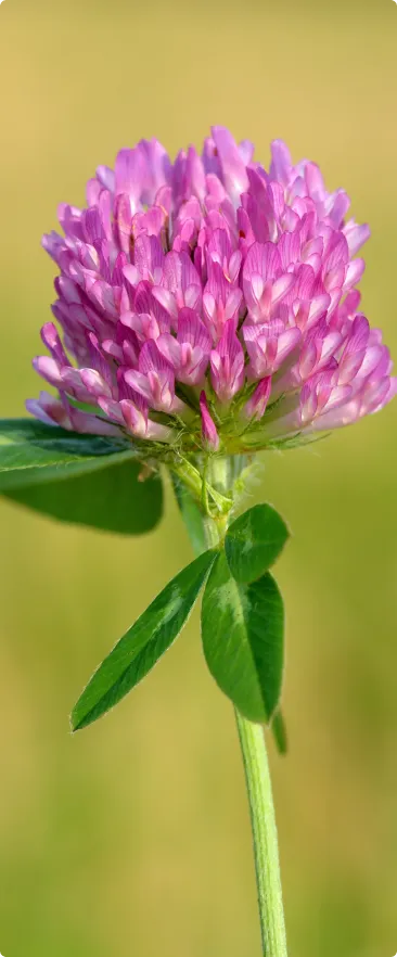 Close-up of a pink clover flower with green leaves on a blurred green background