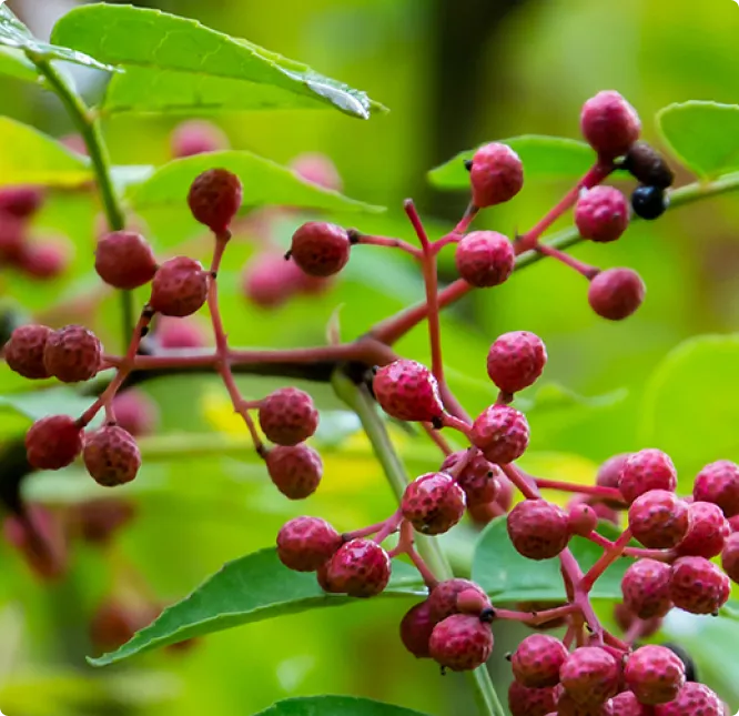Close-up of pink berries on a branch with green leaves.