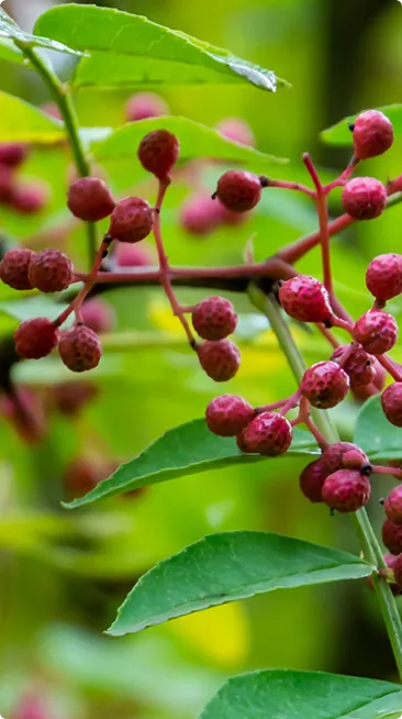 Close-up of red berries on a branch with green leaves