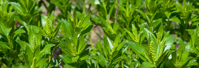 Close-up of green plants