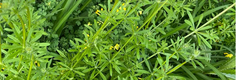 Close-up of green plants