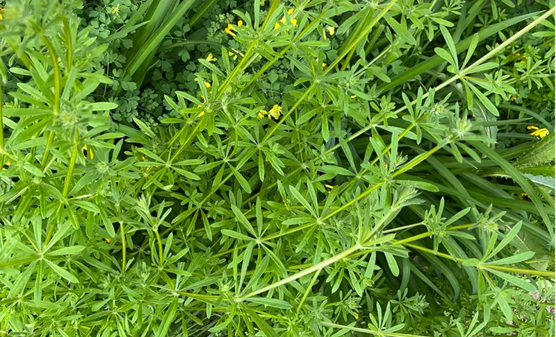 Close-up of green leafy plants with a blurred background