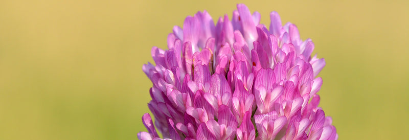 Closeup of pink flowers