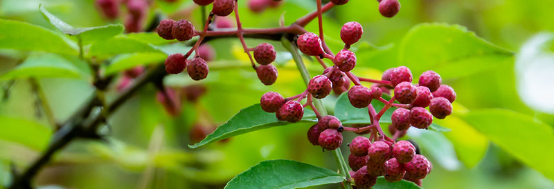 Cluster of pink berries on a branch with green leaves
