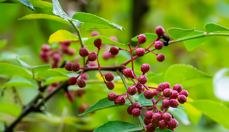 Close-up of a branch with pink berries and green leaves