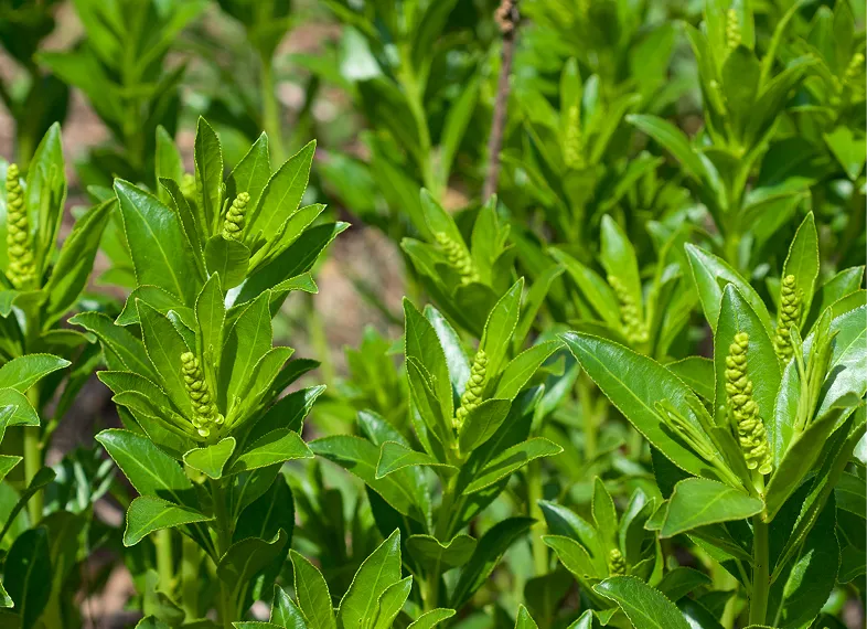 Close-up of green plants with small yellow flowers in a natural setting