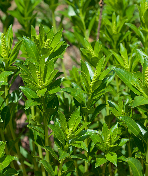 Close-up of green plants with small yellow flowers in a natural setting
