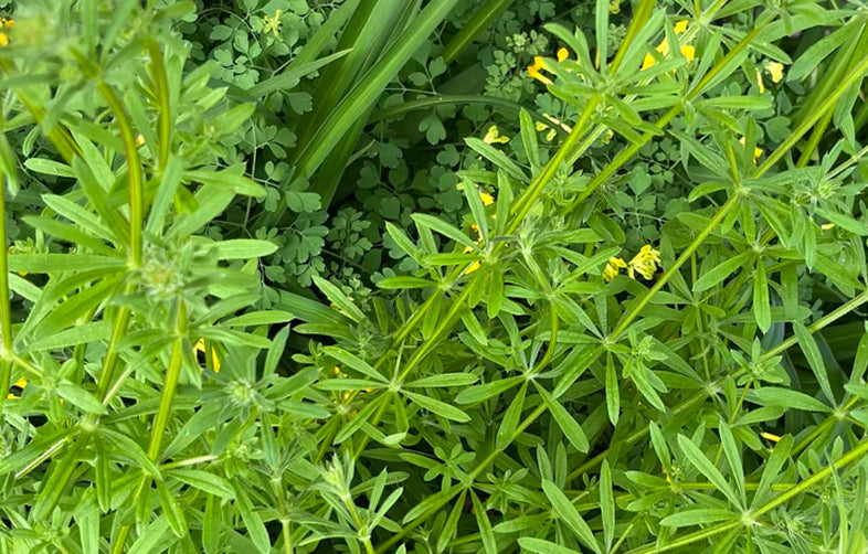 Close-up of green plants with small yellow flowers in a natural setting