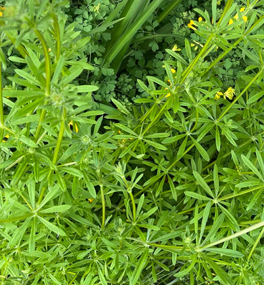Close-up of green plants with small yellow flowers in a natural setting