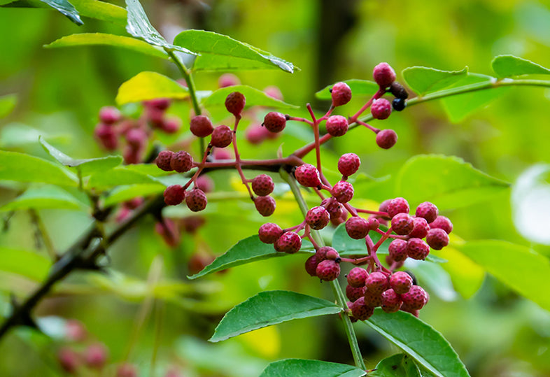 Close-up of a branch with pink berries and green leaves 