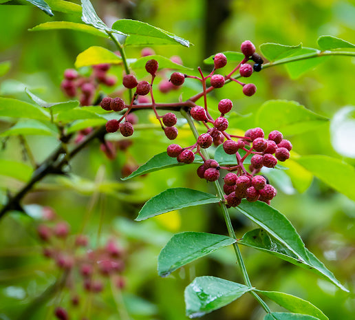 Close-up of a branch with pink berries and green leaves