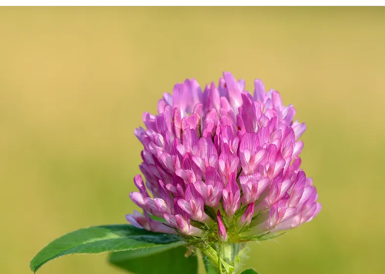 Close-up of a pink clover flower with a blurred green background