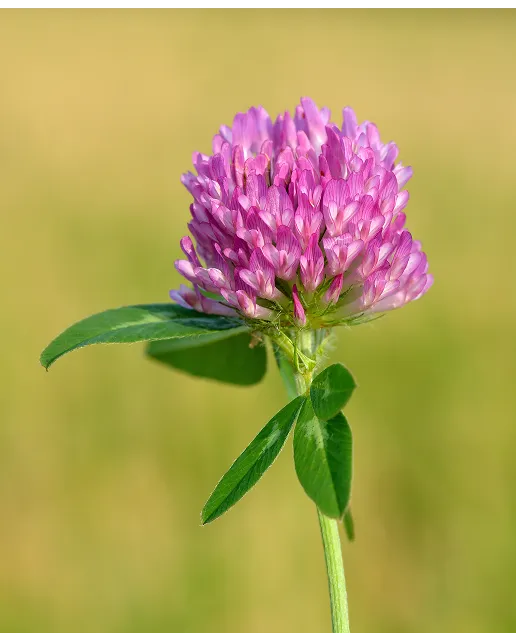 Close-up of a pink clover flower 