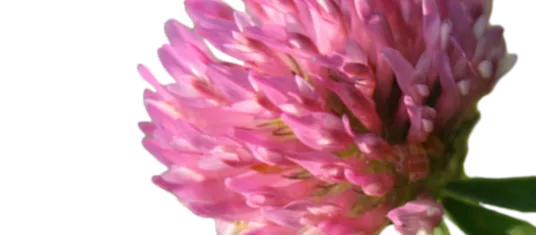 ingredient-item